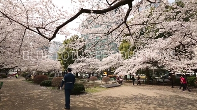 Cherry Blossom in Chidorigafuchi Park in Tokyo