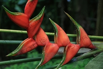 Heliconia Flower in Arenal Volcano National Park