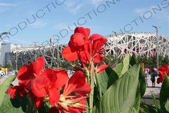 Flower with the Olympic flame and the Bird's Nest/National Stadium (Niaochao/Guojia Tiyuchang) in the Background in the Olympic Park in Beijing