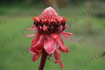 Emperadora Flower in Arenal Volcano National Park