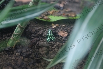 Green and Black Poison Dart Frog in Arenal Volcano National Park