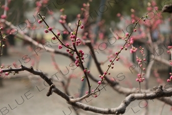 Tree Blossom in the Temple of Heaven (Tiantan) in Beijing