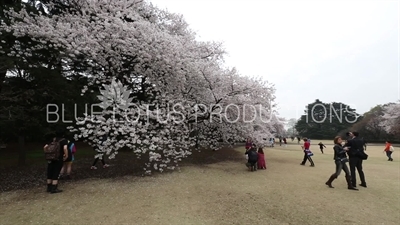 People Photographing Cherry Blossom in Shinjuku Gyoen National Park in Tokyo
