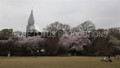 Shinjuku Gyoen National Park Cherry Blossom in Tokyo