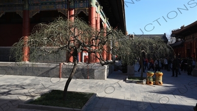 Tree in front of the Pavilion of Peace (Yansui Ge) in the Lama Temple in Beijing