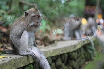 Monkey Sitting on a Wall in a Park in Bali