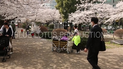 Chidorigafuchi Park Cherry Blossom in Tokyo