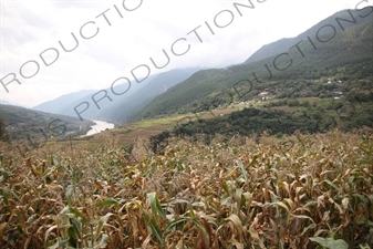 Corn Fields and Countryside around the Jinsha River in the Tiger Leaping Gorge (Hu Tiao Xia) Scenic Area