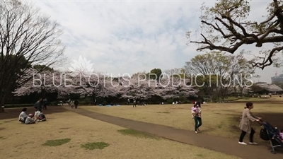 Kitanomaru Park/Garden Cherry Blossom in Tokyo