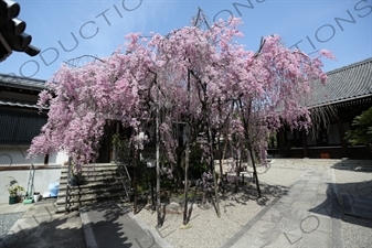 Cherry Blossom in Kofukuji in Nara