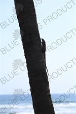 Iguana Climbing a Tree on a Beach in Nosara