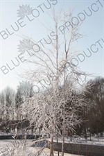 Snow Covered Tree in the Sun Island Scenic Area (Taiyang Dao) in Harbin