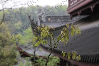 Temple Buildings in Lingyin Temple (Lingyin Si) beside West Lake (Xihu) in Hangzhou