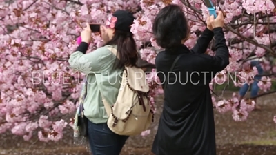 People Photographing Cherry Blossom in Shinjuku Gyoen National Park in Tokyo