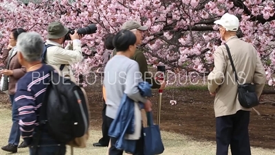 People Photographing Cherry Blossom in Shinjuku Gyoen National Park in Tokyo