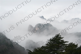 Trees on Yellow Mountain (Huang Shan) in Anhui Province