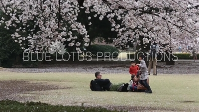 Family Sitting Under a Cherry Blossom Tree in Shinjuku Gyoen National Park in Tokyo