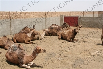 Camel Enclosure in Meybod