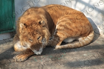 'Liger' at the Siberian Tiger Park in Harbin