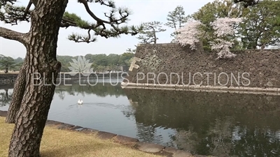 Tokyo Imperial Palace (Kokyo) Cherry Blossom