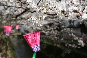 Lanterns Hanging in Cherry Blossom Trees in Kinosaki Onsen