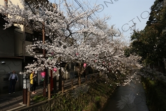 Lanterns Hanging in Cherry Blossom Trees in Kinosaki Onsen