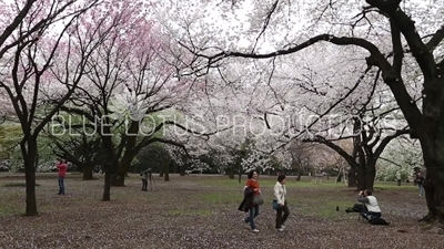 People Photographing Cherry Blossom in Shinjuku Gyoen National Park in Tokyo