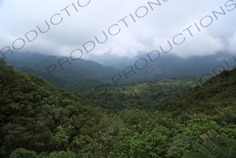 Rainforest in Monteverde Cloud Forest Reserve