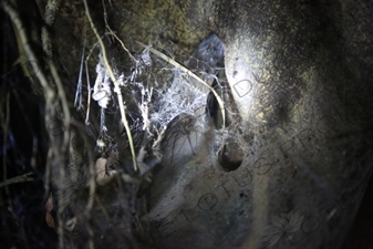 Funnel Web Spider Web in Monteverde Cloud Forest Reserve