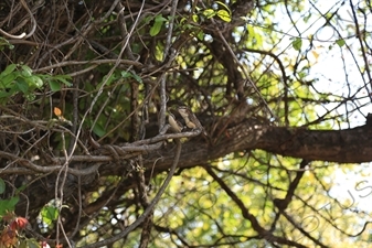 Birds In a Tree near Playa Guiones in Nosara