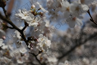 Cherry Blossom Trees in Kinosaki Onsen