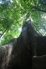 Giant Kapok/Ceiba Tree in Arenal Volcano National Park