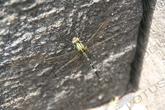 Dragonfly at Prambanan Temple Compound near Yogyakarta