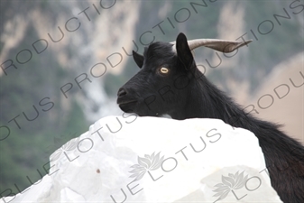 Goat near the Jinsha River in the Tiger Leaping Gorge (Hu Tiao Xia) Scenic Area