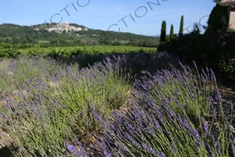 Lavender near Château de Lacoste