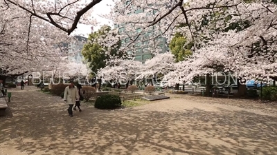 Chidorigafuchi Park Cherry Blossom in Tokyo