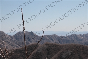 Tree Branch on the Mutianyu Section of the Great Wall of China (Wanli Changcheng) near Beijing