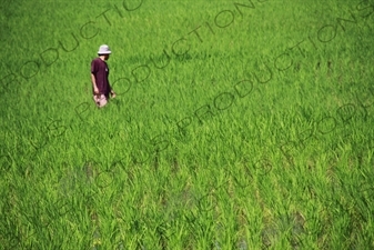 Farmer Standing in a Paddy Field in Bali