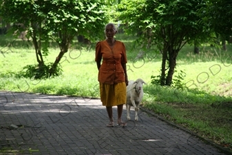 Woman Walking a Goat at the Prambanan Temple Compound near Yogyakarta