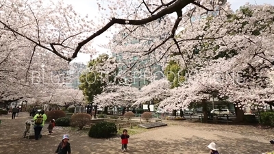 Chidorigafuchi Park Cherry Blossom in Tokyo