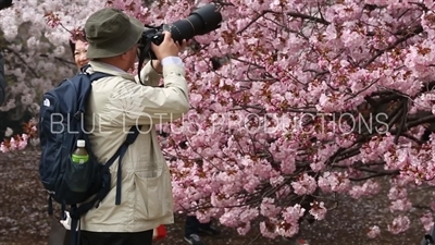 People Photographing Cherry Blossom in Shinjuku Gyoen National Park in Tokyo