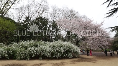 People Photographing Cherry Blossom in Shinjuku Gyoen National Park in Tokyo