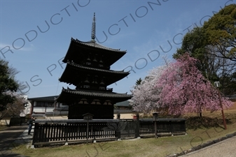 Three Storey Pagoda (Sanju-no-to) and Cherry Blossom Trees in Kofukuji in Nara