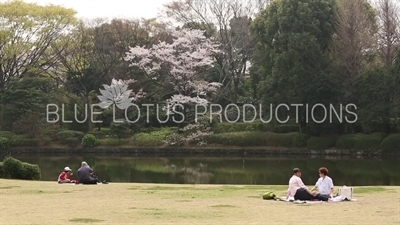 Kitanomaru Park/Garden Picnic in Tokyo