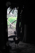 Chickens inside a Hut in Simien Mountains National Park