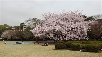 Shinjuku Gyoen National Park in Tokyo