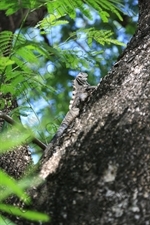 Iguana in a Tree near Playa Guiones in Nosara