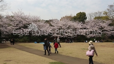 Kitanomaru Park/Garden Cherry Blossom Trees in Tokyo