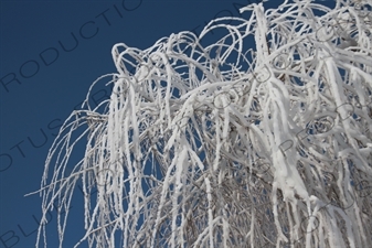 Snow Covered Tree Branches in the Sun Island Scenic Area (Taiyang Dao) in Harbin