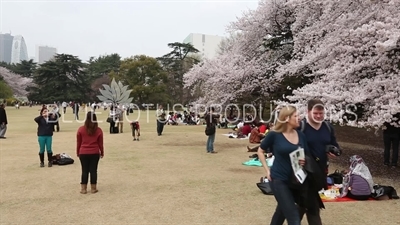 People Photographing Cherry Blossom in Shinjuku Gyoen National Park in Tokyo